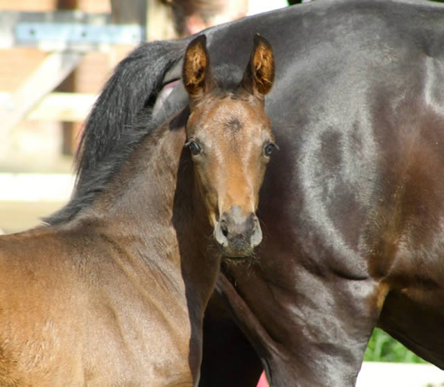Waverley Cristal (2014)