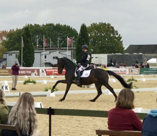 Waverley Dante crowned 4yr old National Champion