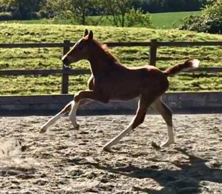 Waverley For Me (2019)