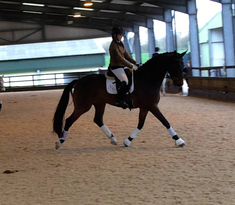 4 year old Waverley Bellagio qualifies for the BD Regional C