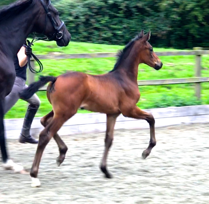 Lady Noblesse Waverley