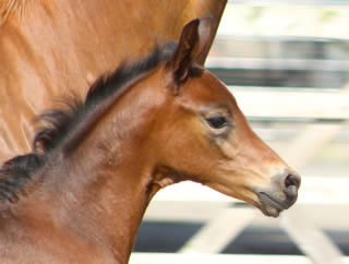 Waverley My Moet (2014)