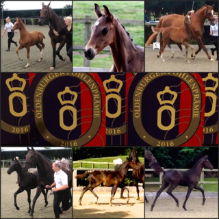 2016 Oldenburg Inspection