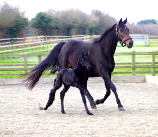 Elite and Vb. Pr. Lady Sun