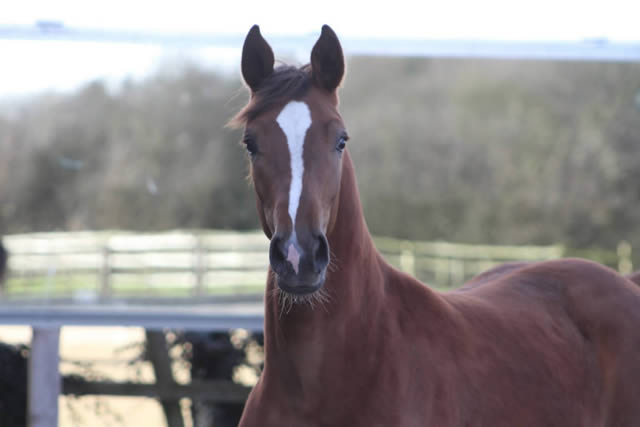 Waverley Hot Totti (2014)