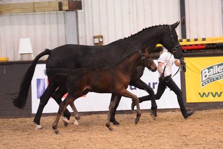 Waverley Dante was awarded a BEF higher first premium 