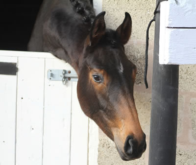 Dalloway Goes to Germany